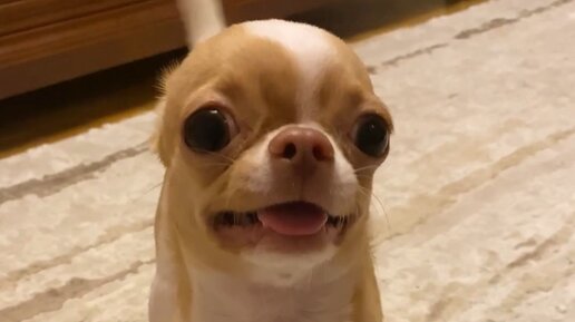 Загрызли чихуахуа видео. Лаврик пес. Чихуахуа канал. Чихуахуа выполняет команды. Шоколадно подпалый щенок чихуахуа.