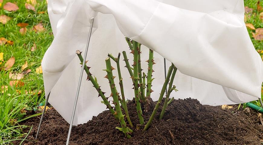 Укрытие розы флорибунда