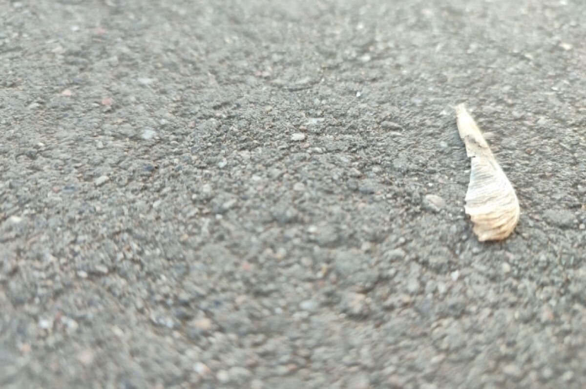    В Барнауле рядом с ЦУМом произошла коммунальная авария