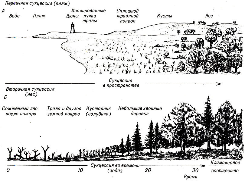 Какой вид сукцессии изображен на рисунке