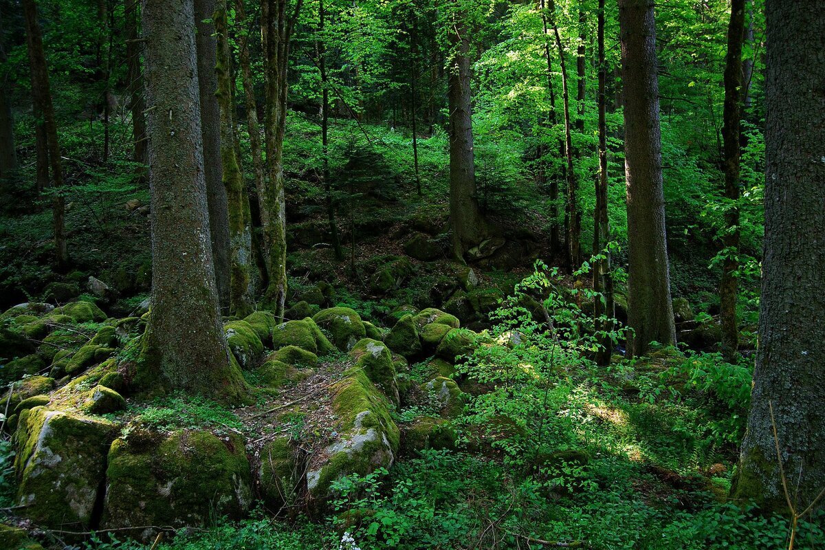 Черный лес Schwarzwald, Германия