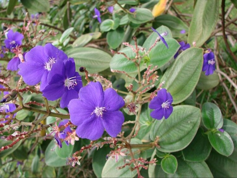 Tibouchina online