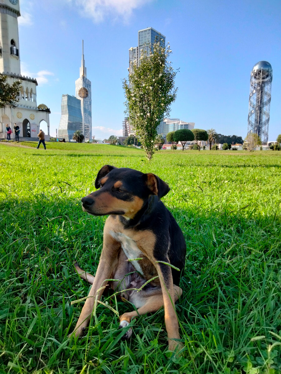 Бездомные сокровища Батуми