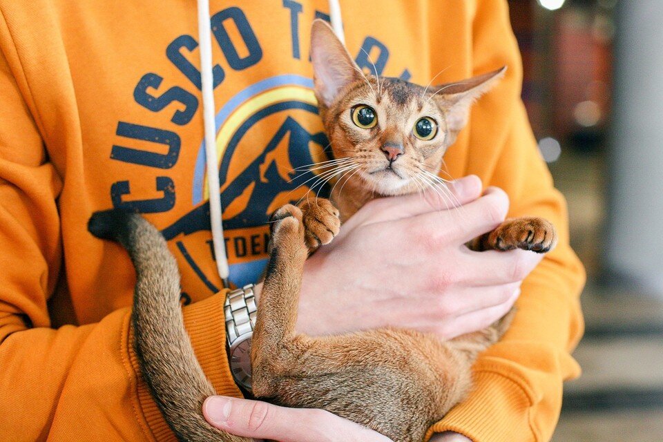     В холодное время года животным требуется особенно много внимания и заботы  Архив «КП» в Ижевске