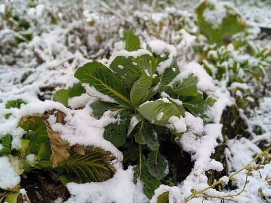     Снимают капусту после первых заморозков Фото - Любовь Полина