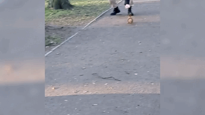 Другая белка на Липовой аллее. А может быть и та же...