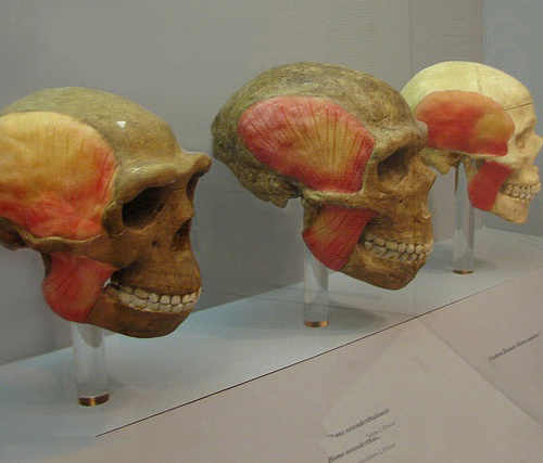 Антропогенез