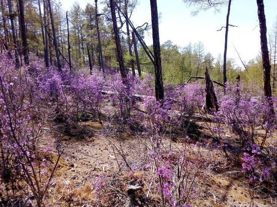     Фото ФГБУ "Заповедное Прибайкалье".