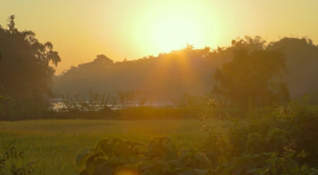Пейзаж, после посадки леса. 