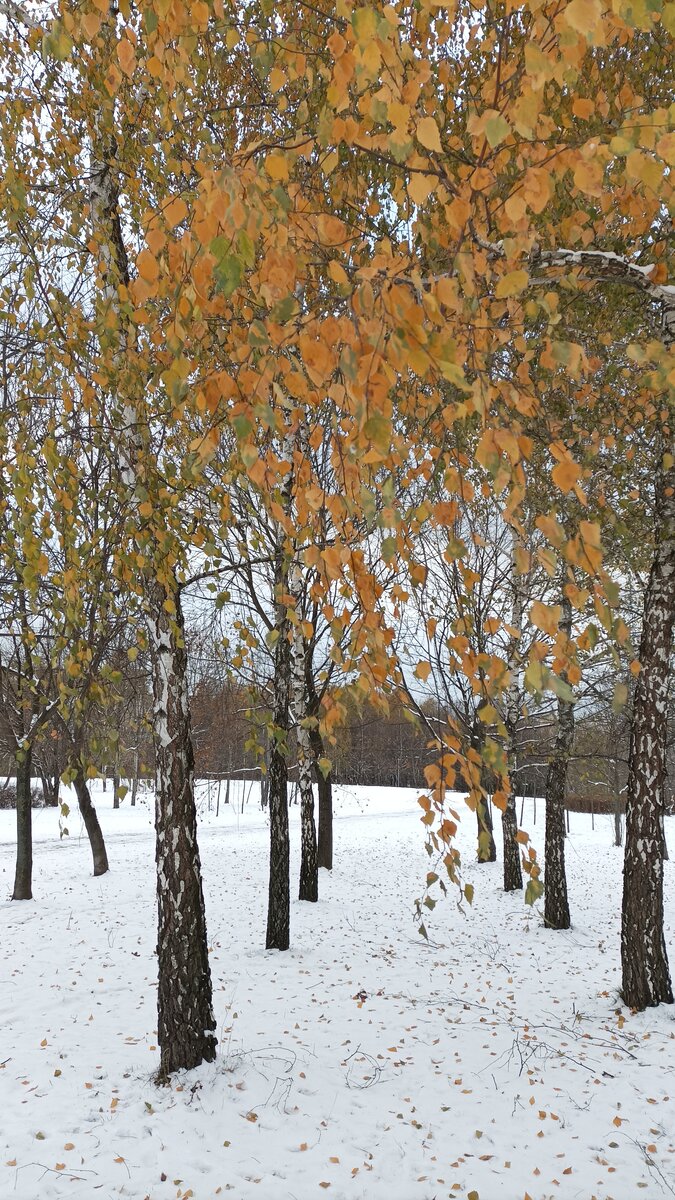 Москва, ноябрь 22 г.