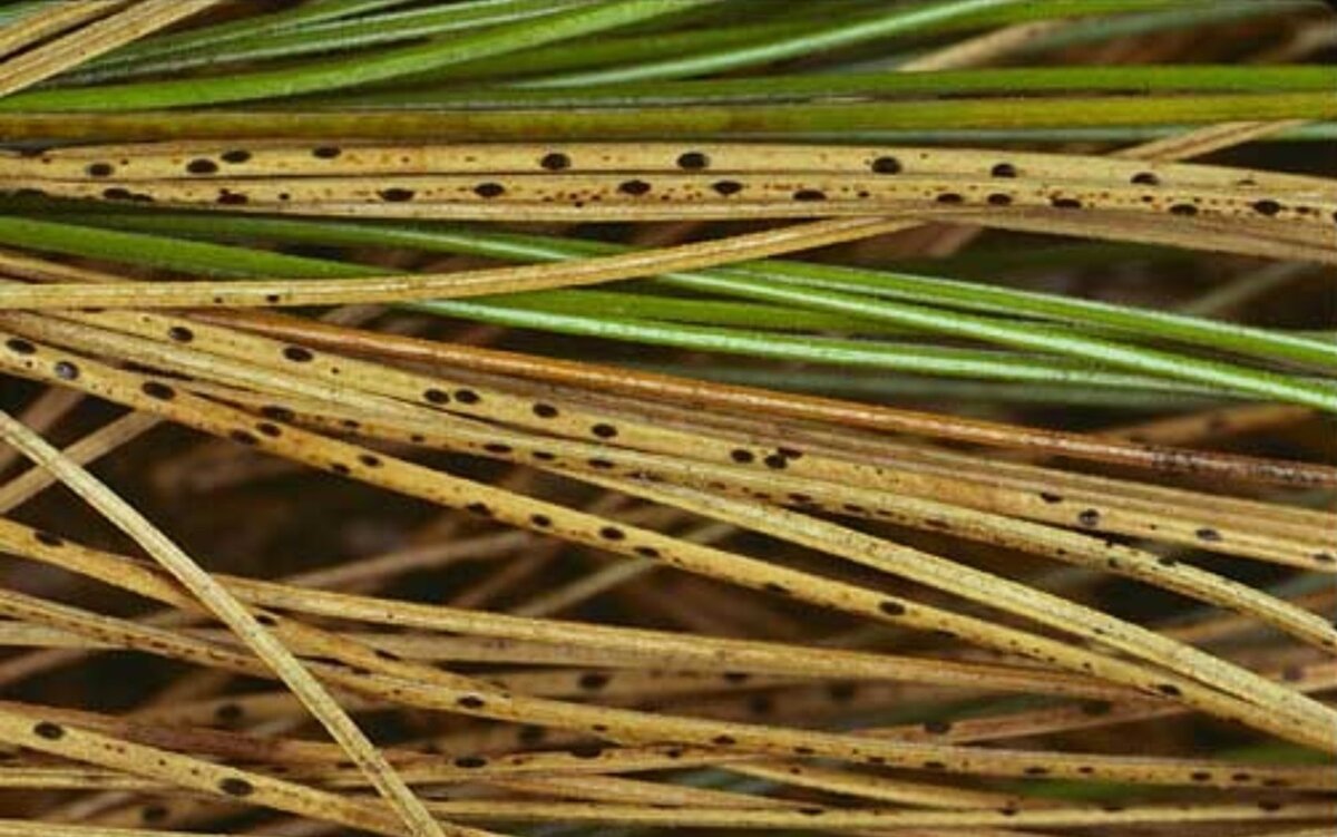 Снежное шютте сосны обыкновенной. Снежное шютте хвои сосны. Обыкновенный шютте. Снежное шютте. Обыкновенное шютте - lophodermium pinastri.