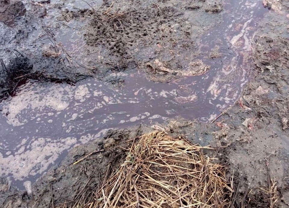     На мясокомбинате в Орше выявили ряд нарушений. Фото: КГК