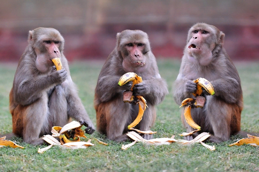 3 обезьяны сидят. Смешные обезьяны. Обезьяна ест банан. Три макаки. Три обезьяны смешные.