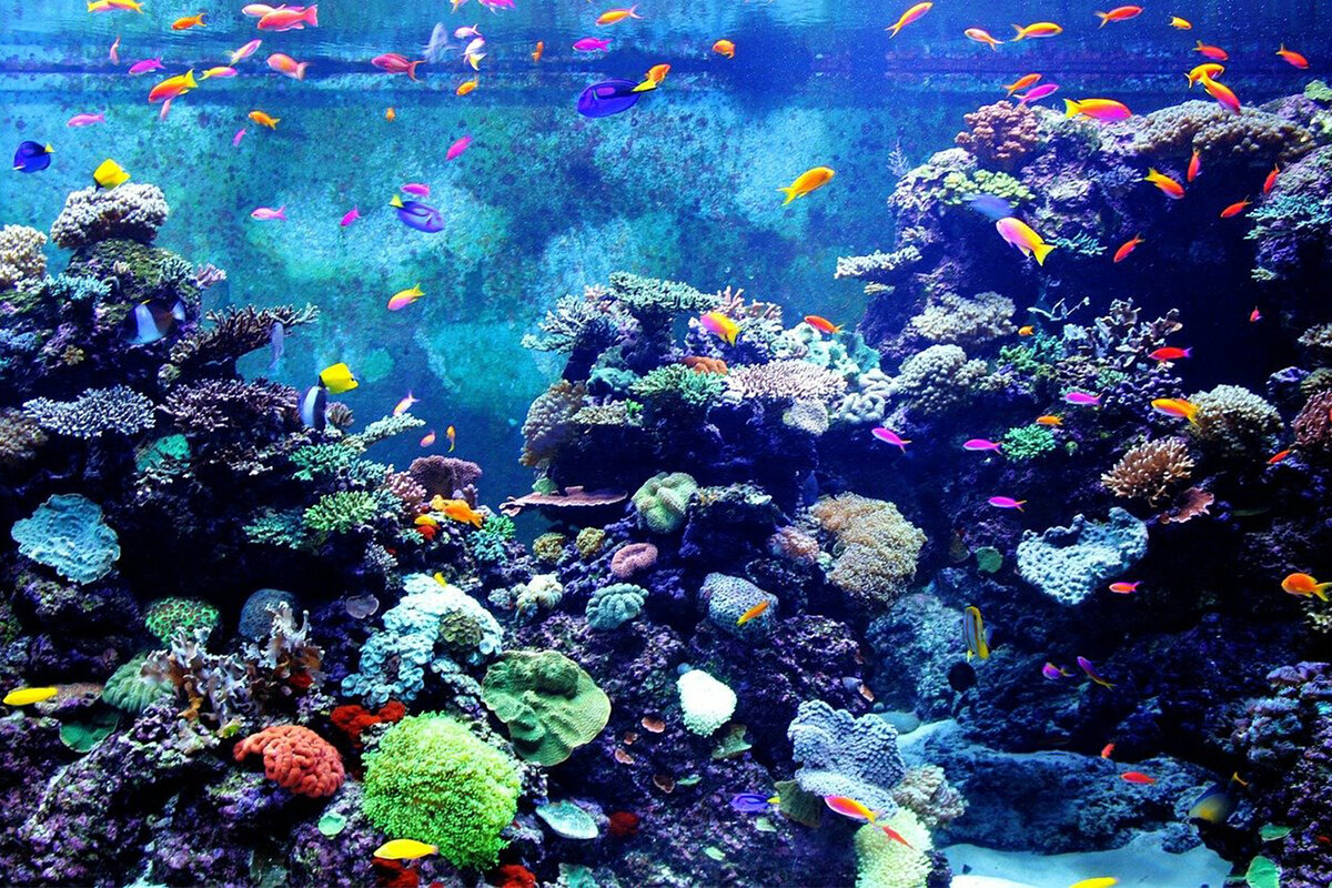 Cуществуют системы автокормления — каждый день они выдают порцию корма 