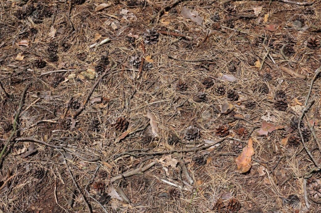 Хвойный опад. Фото используется с сайта margotcasiro.artstation.com