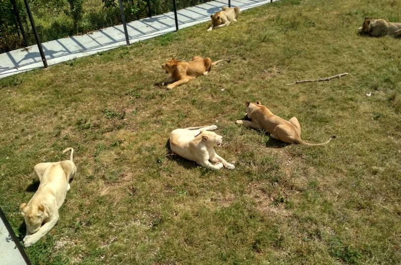 Местные "котятки" отдыхают