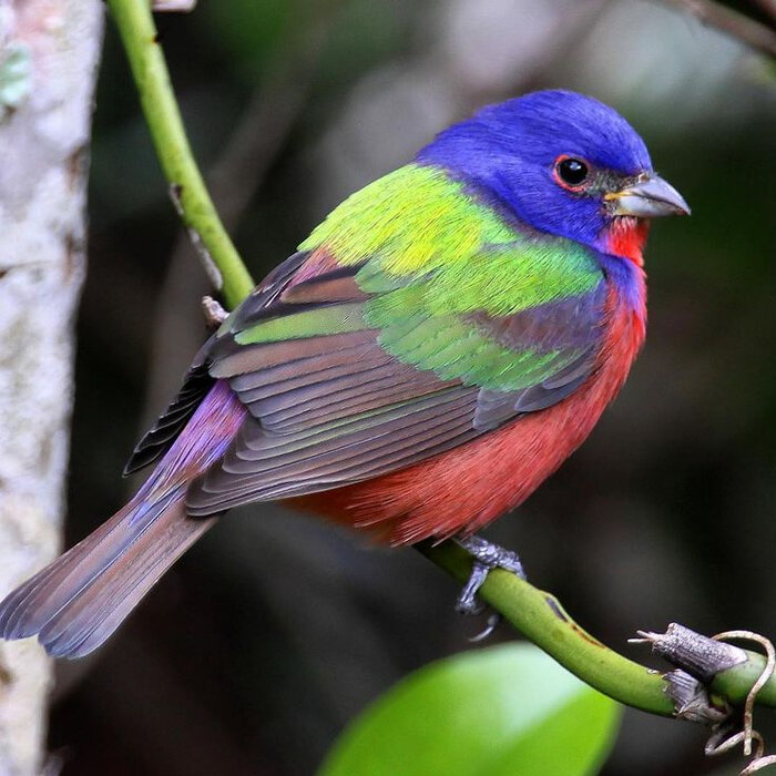 Расписной овсянковый кардинал