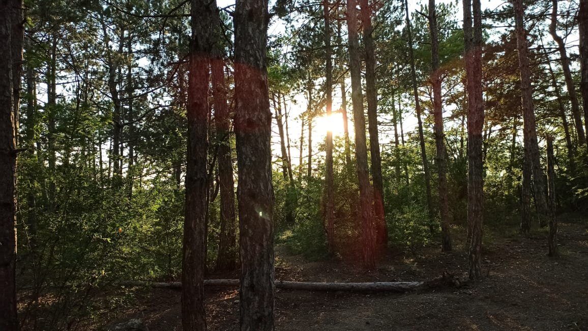 Листайте галерею. Чудесный хвойный лес