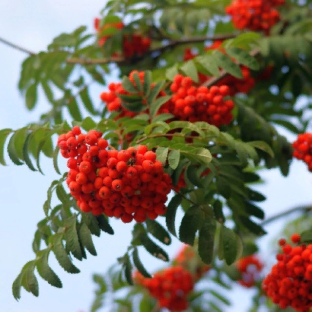 Рябиновая ветка