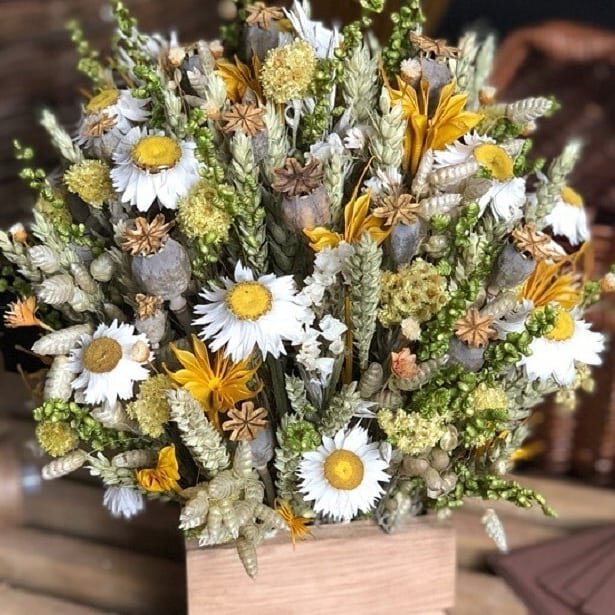 АММОБИУМ (ЦВЕТОК, ПОХОЖИЙ НА РОМАШКУ)