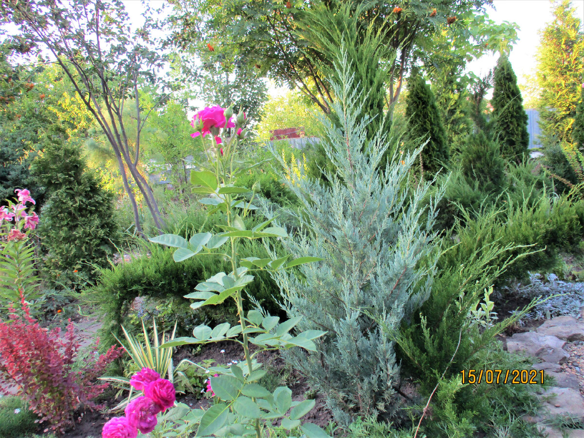 Можжевельник "Мунглоу". За ним можжевельник "Минт Джулеп", вдали туи "Смарагд".