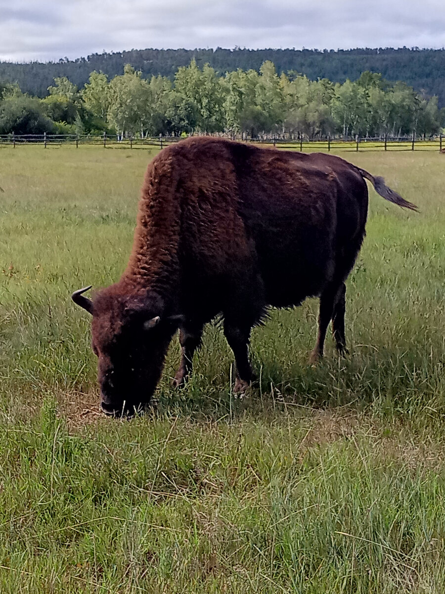 Бизон, собственной персоной