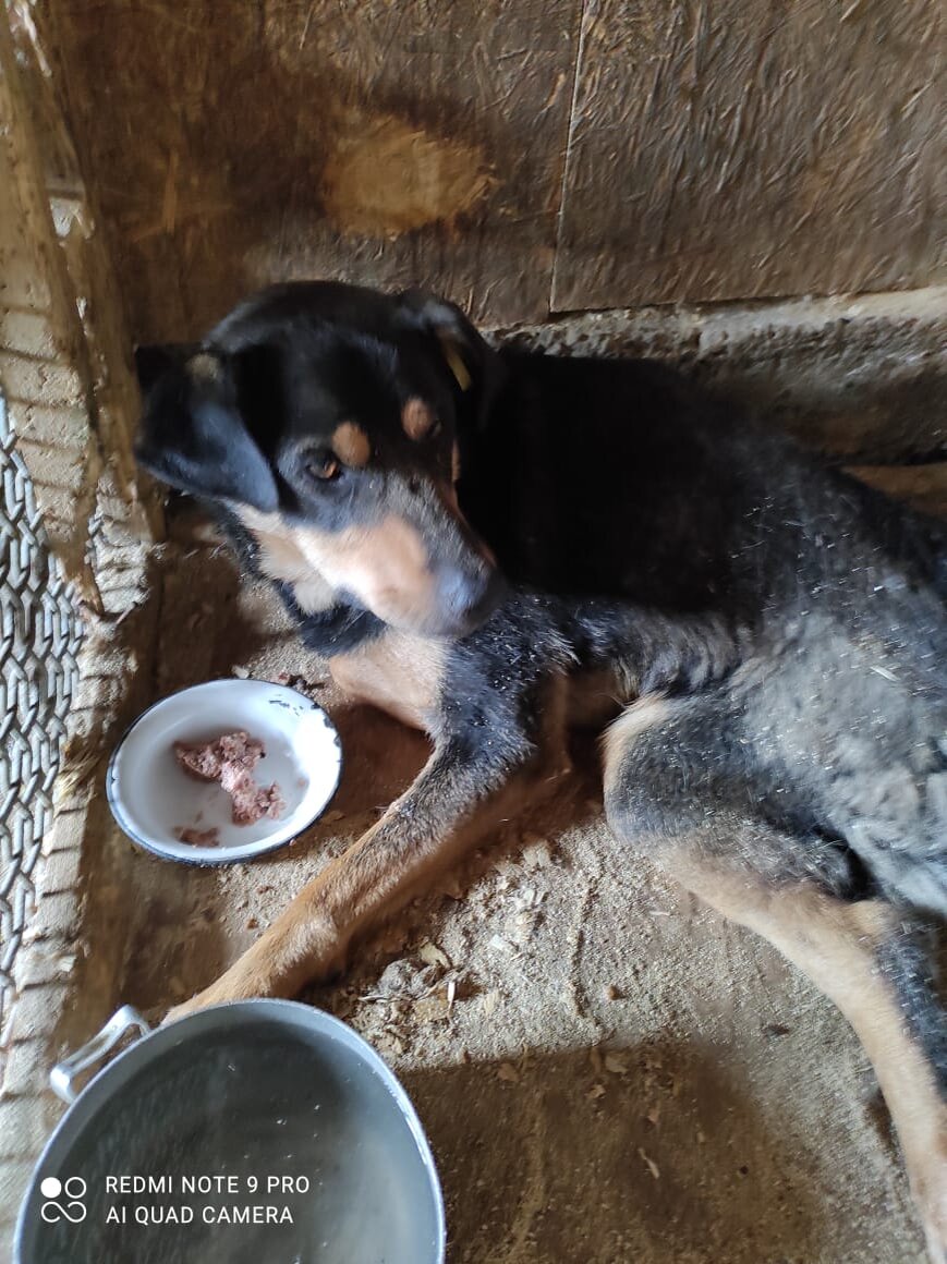 Сёма на фото ещё был в приюте нашего города ПРОКОПЬЕВСК. Ниже будут фото, где Сёма в приюте города Новосибирска дом Лакки. Будет видна разница... Это как говорится небо и земля. 