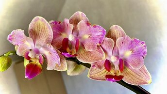 ОРХИДЕЯ НЕ ВЫЖИВЕТ про орхидеи суицидницы