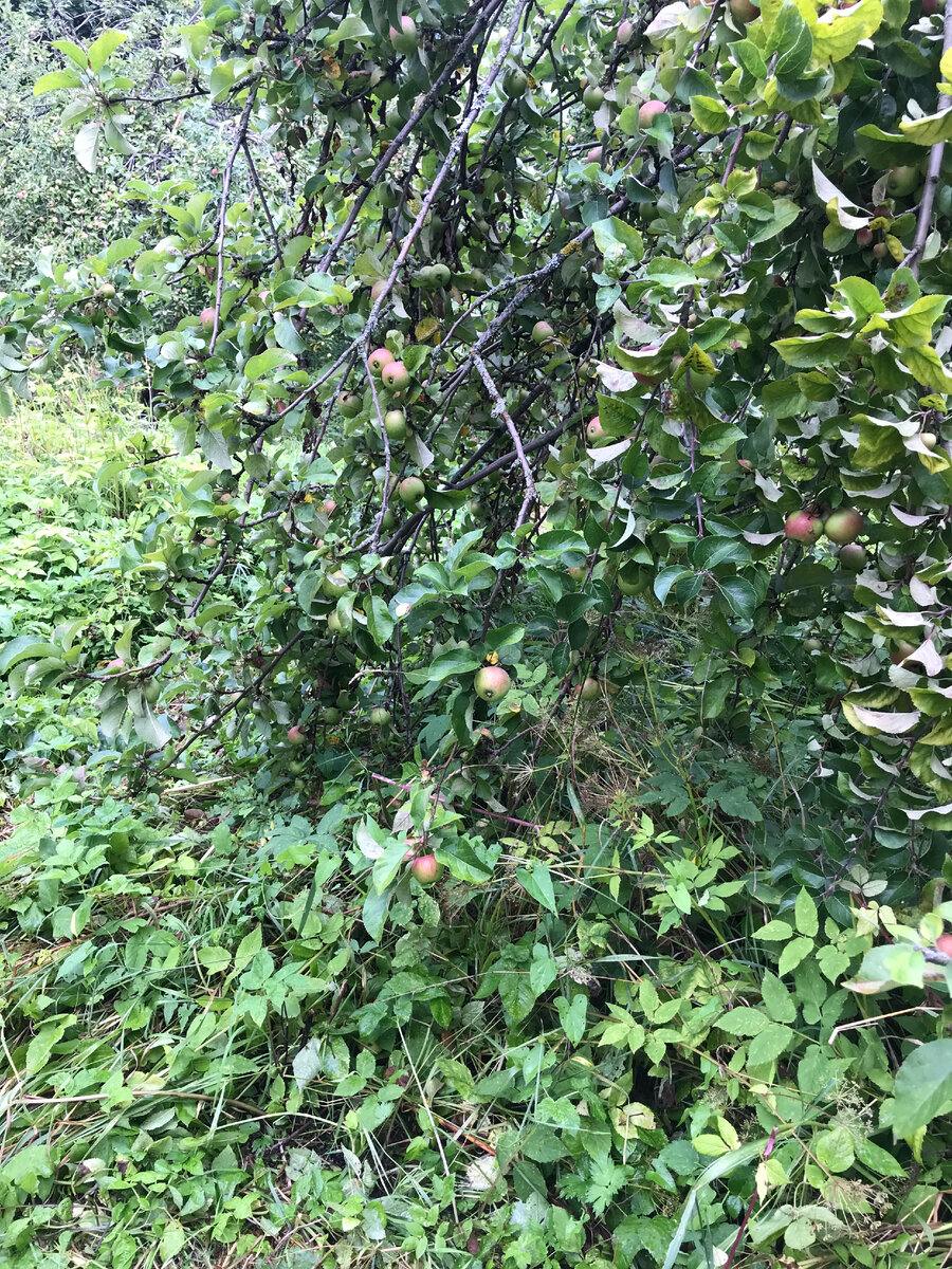 Яблони в глубине парка. Ветки висят аж до земли.