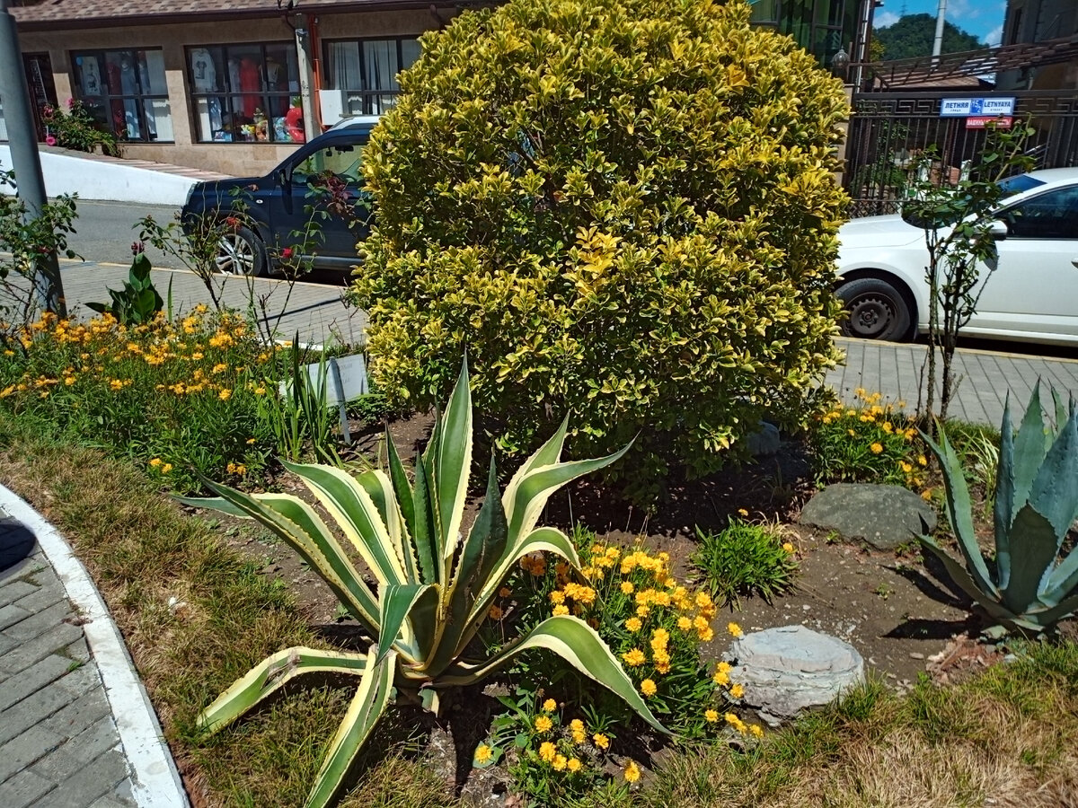 Фото автора. Красивые растения на привокзальной площади