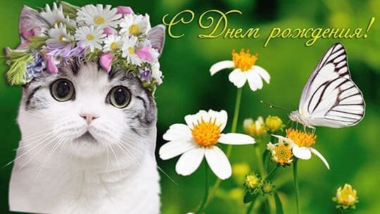 Получив такую открытку, именинница почувствует себя такой же очаровательной и милой, как эта кошечка