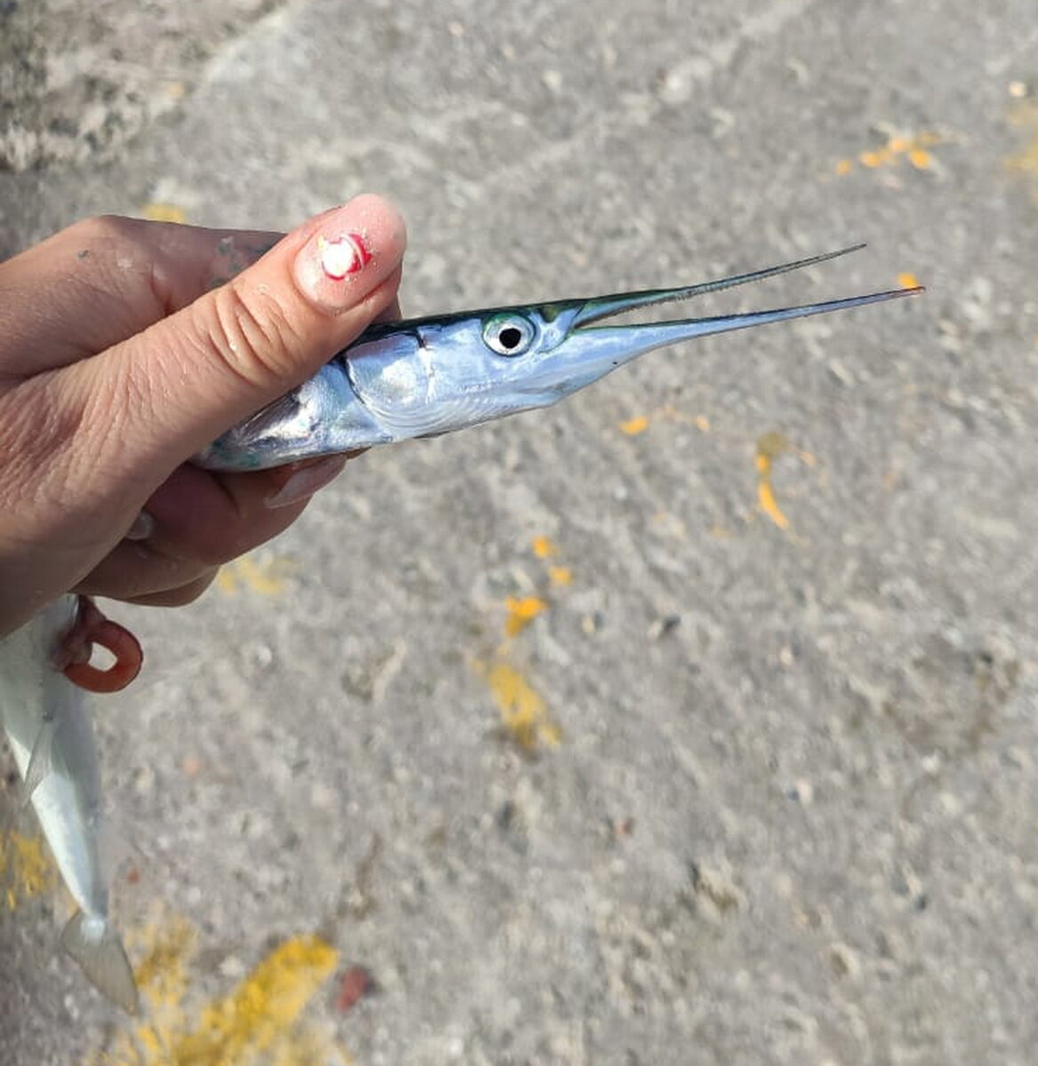  Несколько сарганчиков попались на трёхграммовые серебристые блёсны Ясельда