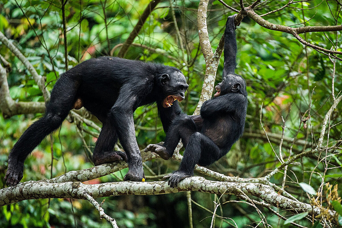 Карликовый шимпанзе 6. Бонобо семенники. Спаривание шимпанзе. Фото спаривание обезьян. Спаривание шимпанзе между собой вблизи.