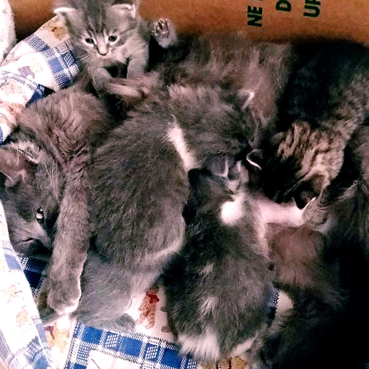 Фото автора. Котята были очень красивые. Листайте галерею.