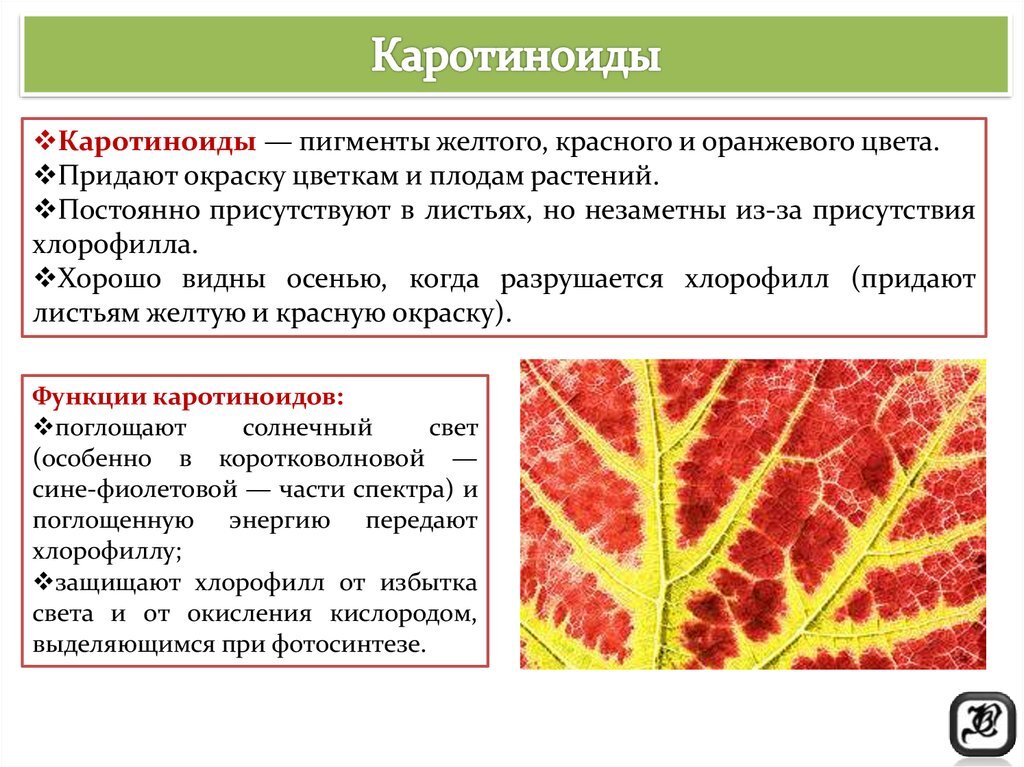 Отчего изменяется окраска листьев. Пигменты растений хлорофилл каротиноиды ксантофиллы. Каротиноиды цвет пигмента. Пигменты листа растения. Красный пигмент растений.