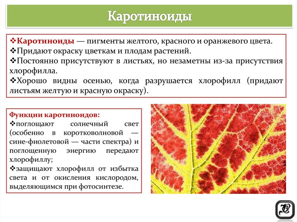 Окраска растений. Каротиноиды пигменты растений. Каротиноиды желтые пигменты. Пигменты растений хлорофилл каротиноиды ксантофиллы. Каротиноиды цвет пигмента.