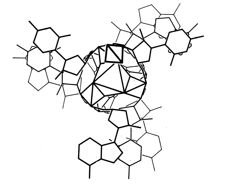 Структура ДНК по версии Полинга и Кори
Linus Pauling, Robert B. Corey / PNAS, 1953
