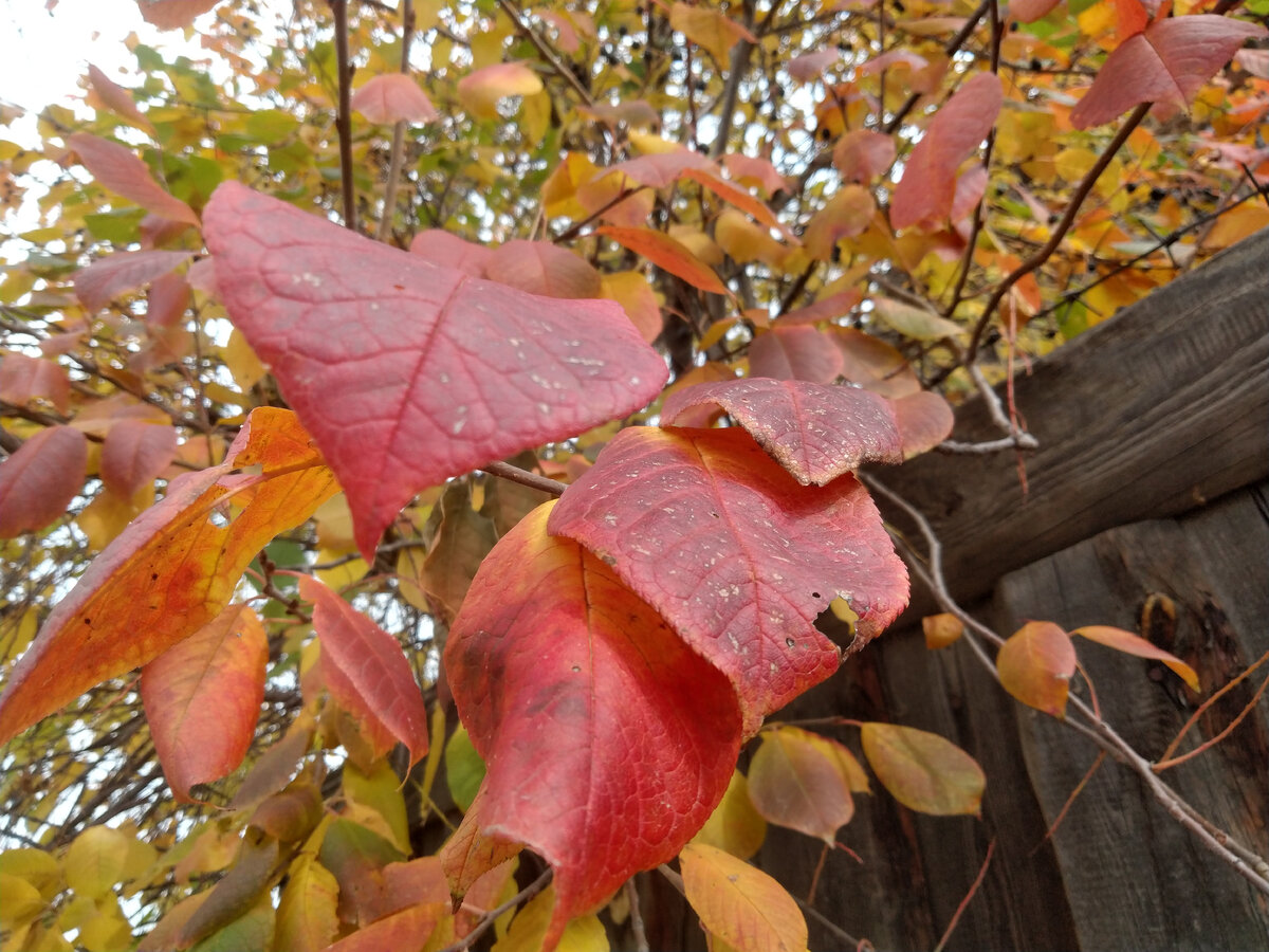 Осенний лист