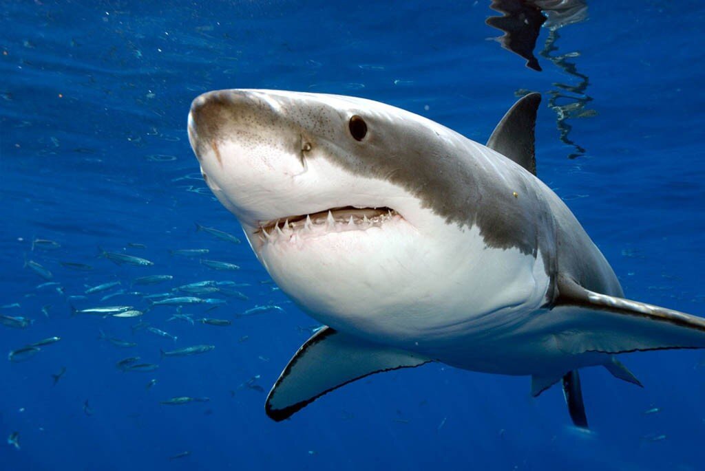 Животные, которых боится белая акула У большинства людей белая акула не вызывает никаких эмоций, кроме сильного страха. Почему же ее таки боятся?