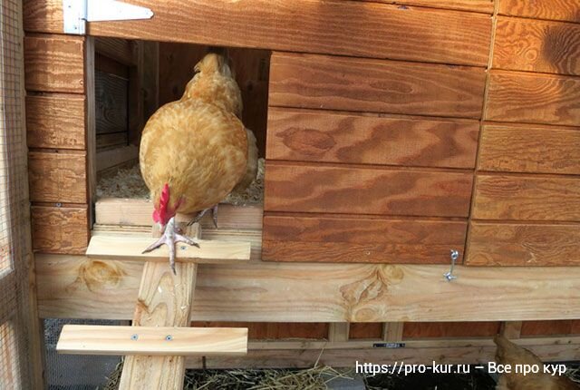 Курятник большой с выгулом и гнездом