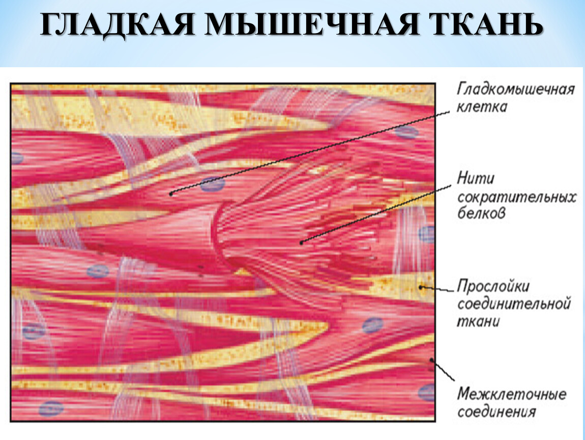 Гладкая мышечная ткань источник. Миофибриллы в гладкой мышечной ткани. Строение клетки гладкой мышечной ткани. Клетки гладкой мышечной ткани одноядерные. Гладкомышечная ткань гистология.