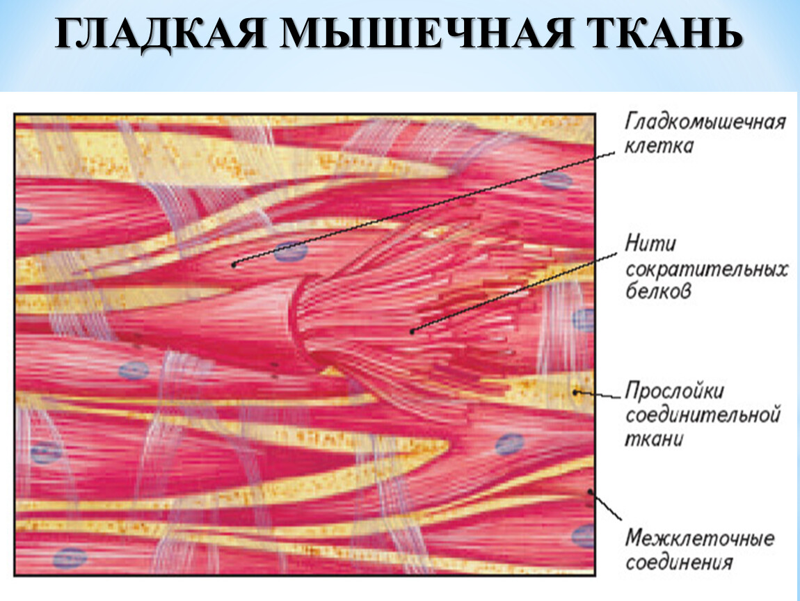 Клетки гладкой мышечной ткани. Строение гладкомышечной ткани гистология. Миофибриллы в гладкой мышечной ткани. Гладкая мышечная ткань гистология строение. Строение клетки гладкой мышечной ткани.