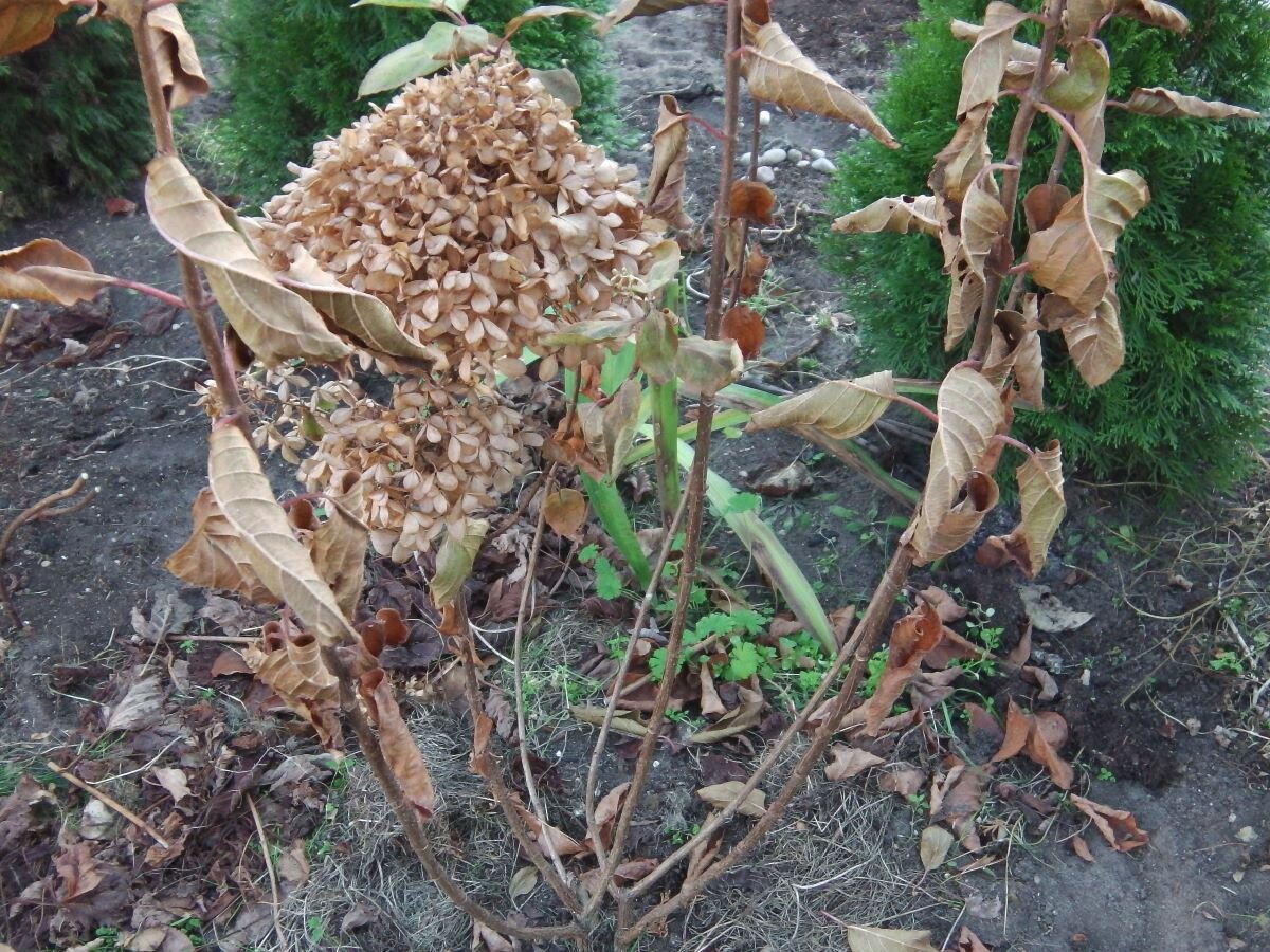 Гортензия метельчатая осенью. Фото автора 