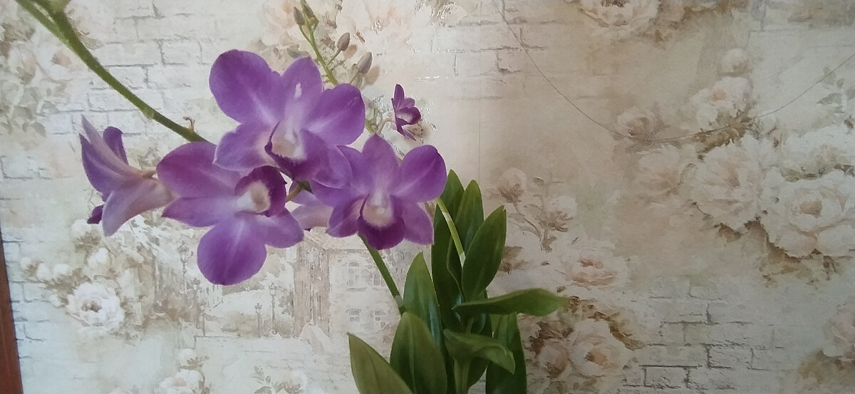 Дендрофалинопсис