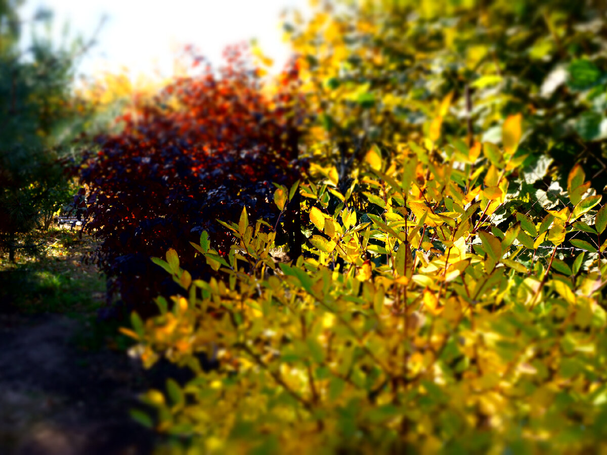 Жимолость и пузыреплодник 