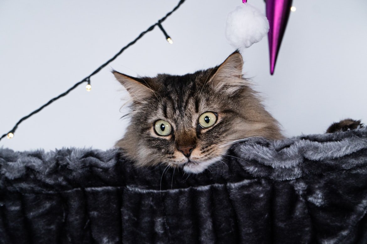 Что такое страхи у кошек?