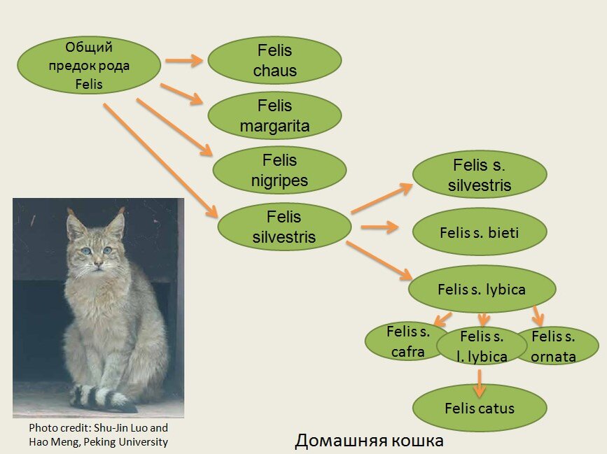 Схема происхождения домашней кошки от подвида степной кошки F. lybica, произошедшего около 10 тыс. лет назад на Ближнем Востоке