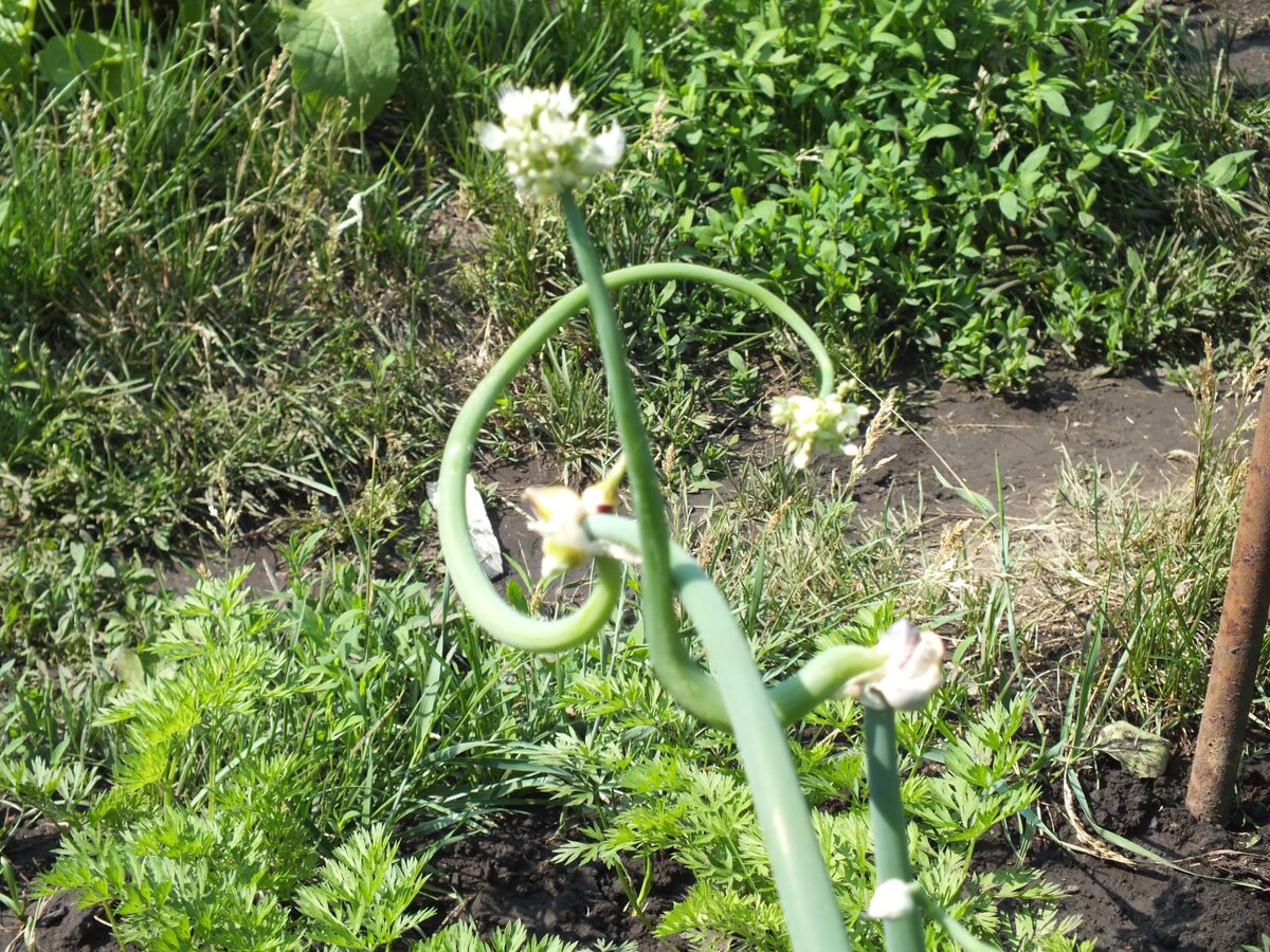 На стрелках лука появляются воздушные луковки.