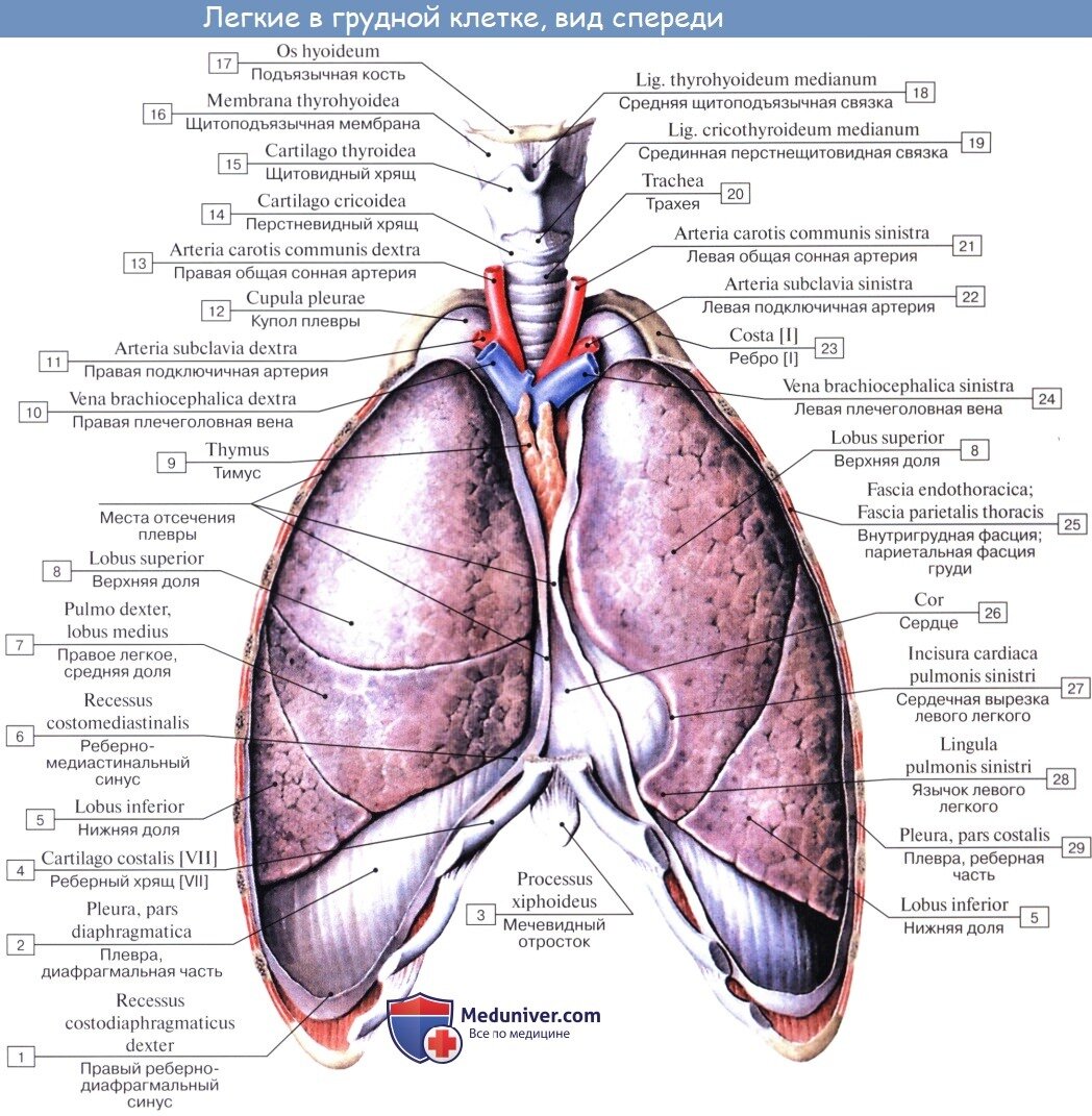 Перечислите поверхности легких. Левое легкое латынь анатомия. Строение легких анатомия. Легкие человека вид сбоку. Строение легких с обозначениями.