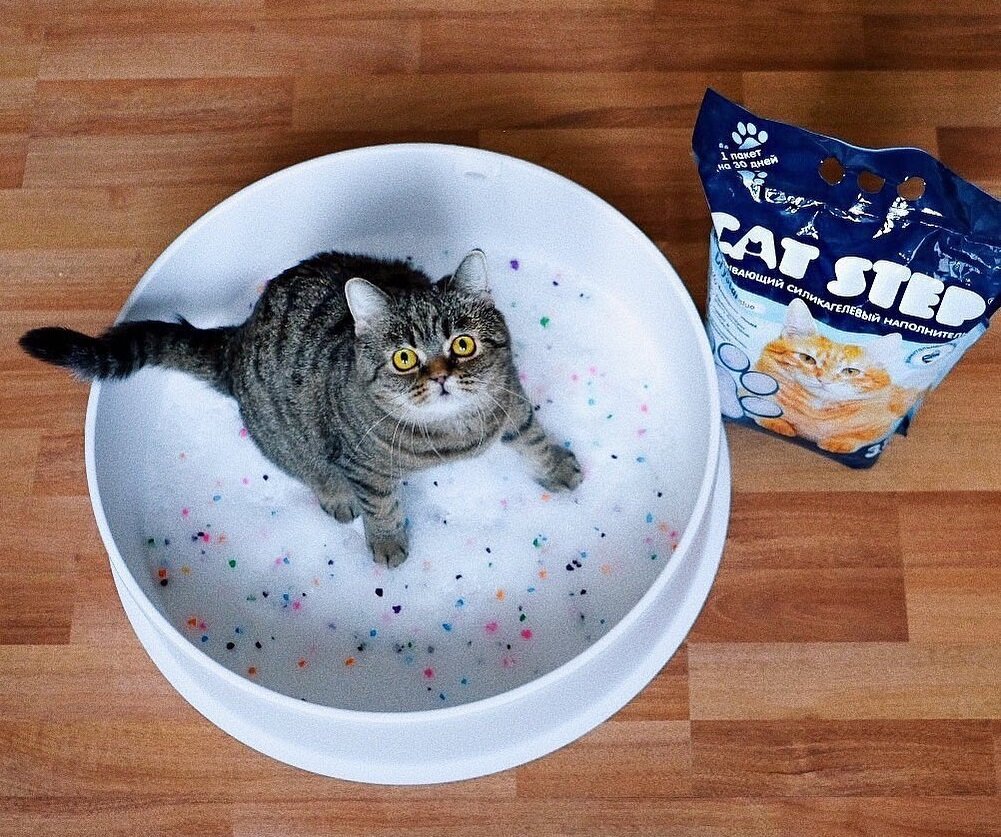 Наполнители CAT STEP Arctic обеспечивают кристальную чистоту кошачьего туалета. Автор фото @mimicats.ru